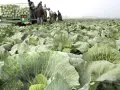 Feld voller Kohlköpfe, Erntehelfer laden Kohl auf einen Anhänger. Ein typisches Bild der Kohltage Dithmarschen.