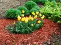 Bright yellow tulips bloom in a garden bed covered with vibrant red mulch, showcasing the best mulch for flower beds.
