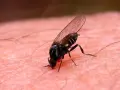 Mosca negra plaga, un insecto diminuto con alas transparentes y ojos rojos, se posa sobre la piel humana, buscando alimentarse.