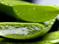 Pokrojony aloes z widocznym, żelowym miąższem. Wiele możliwości, co można zrobić z aloesu: od kosmetyków po napoje.