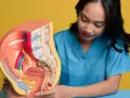 Model anatomiczny narządów rodnych kobiety, z zaznaczonym obszarem, który może być związany z bólem wargi sromowej.