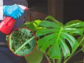 Osoba w niebieskich rękawiczkach opryskuje monstera, na której liściach widać skupiska wciornastków.