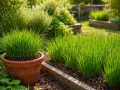 Ein sonniger **Schnittlauch Standort** im Garten. Ein großer Topf mit Schnittlauch steht links, daneben wachsen mehrere Beete mit dem grünen Kraut, einige mit zarten lila Blüten.