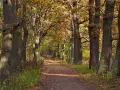 Waldweg im Herbst mit bunten Blättern und hohen Bäumen.