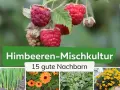 Himbeeren-Mischkultur: Was passt zu Himbeeren? Grüne Zwiebeln, Ringelblumen, Bohnen und gelbe Blumen sind gute Nachbarn.