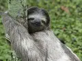 A sloth hugs a mossy tree, its eyes closed in contentment. Is being lazy a sin when it looks this peaceful?