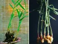 Pianta di zenzero fiore: germogli verdi e rizomi dorati, uno tenuto in mano, l'altro in un vaso scuro.