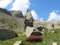 Un randonneur admire un piton rocheux singulier, vestige des eaux tortes, au milieu d'un paysage alpin de rochers et de fleurs roses.