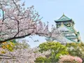 Kwiaty wiśni kwitną przed zamkiem Osaka. Idealny widok, kiedy do Japonii na wiosnę.