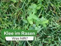 Grüner Klee wächst im Rasen. Ein Schild fragt: "Klee im Rasen - Was hilft?".