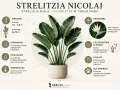 Strelitzia Nicolai, czyli rajski ptak w doniczce, z dużymi liśćmi i informacjami o pielęgnacji.