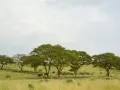 Słońce przebija się przez chmury nad sawanną, gdzie leży Kamerun. Stado słoni pasie się wśród akacji.