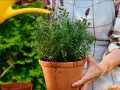 En person vattnar en frodig lavendel i kruka utomhus. Doften av lavendel sprider sig i trädgården.
