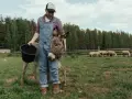 Zootechnik w ogrodniczkach karmi osiołka z wiadra. W tle pasą się owce.