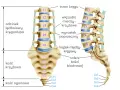 Anatomia kręgosłupa: odcinek lędźwiowy (L1-L5), kość krzyżowa (S1-S5) i ogonowa (Co1-Co4). Widoczne krążki międzykręgowe.