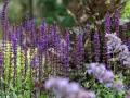 En humla besöker en vacker salvia blomma i en lummig trädgård.