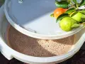 Początek fermentacji wina z gruszek. Na rancie wiadra świeże gruszki, w środku bulgocząca moszcz.