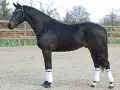Magnifique étalon PFS noir, crinière tressée, prêt pour la compétition.