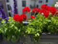 Färgglada blommor i en balkonglåda. Lär dig att odla blommor och njut av röda pelargoner och lila salvia.