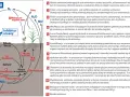 Schemat obiegu azotu: nawozy mocznikowe, hydroliza mocznika, nitryfikacja, denitryfikacja, wiązanie azotu.