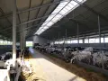 Ile kosztuje budowa obory na 30 sztuk bydła? Poznaj ukryte wydatki