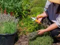 Frau mit Strohhut erntet Lavendel mit einer Gartenschere. Ein Eimer voller Lavendel steht daneben.