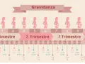 Illustrazione della gravidanza, con silhouette di donne incinte e indicazioni di settimane e mesi. 13 settimane quanti mesi sono? Circa 3 mesi.