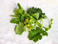 Un mazzo di friarielli freschi, con foglie verdi e piccoli fiori gialli, pronto per essere cucinato. Il periodo friarielli è un momento di gusto.