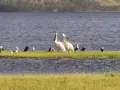 Pelícanos y otras aves en una isla de hierba, un ejemplo de que son los humedales, ecosistemas vitales para la vida silvestre.