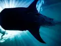 Un buceador nada junto a un majestuoso tiburón ballena, iluminado por los rayos del sol que penetran el océano.