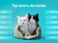 Jakie imię dla kotki? Odkryj wyjątkowe pomysły na nazwy