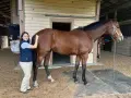 Une jeune femme caresse le dos creux d'un cheval brun dans une écurie.