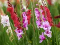 Färgglada gladiolus i kruka, med blommor i rosa, lila och rött mot en grön bakgrund.