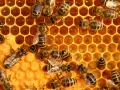 Abejas trabajando en panal, un recordatorio del día mundial abejas.