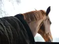 Cheval brun à la crinière rousse, portant une couverture, regardant dehors. Une pension de chevaux à éviter, le regard mélancolique.