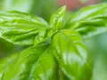 Frischgrüne Basilikumblätter, bereit zum Basilikum ernten für ein duftendes Pesto.