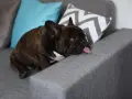 Smutny buldog francuski z językiem na wierzchu, leżący na kanapie. Może to być objaw problemów z **buldog francuski choroby skóry**.