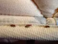Tres chinches pequeñas y marrones se arrastran por la costura de un colchón.