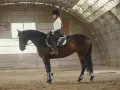 Une cavalière en tenue d'équitation, portant un casque, monte un cheval brun dans un manège. Elle a un aplomb parfait, montrant sa maîtrise.