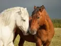 Deux chevaux, un blanc et un bai, se rapprochent tendrement dans un pré.
