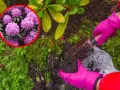 Różowe kwiaty rododendronów zachęcają do sadzenia. Rękawiczki i łopatka pomogą Ci w tym zadaniu.