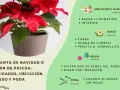 Planta de Navidad o flor de pascua en maceta, con consejos de cuidados: ubicación, riego y poda. El significado de la flor de pascua se asocia a la Navidad.