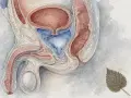 Anatomical illustration of the male reproductive and urinary systems, showing the bladder, urethra, penis, and testes. A dried leaf rests nearby, perhaps a reminder of nature's cycles.