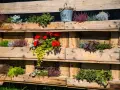 Fioriere con pallet fai da te piene di erica, gerani rossi e piante verdi. Un secchiello decorativo completa l'allestimento.