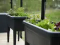 Färska örter och sallad växer i upphöjda krukor, redo att skördas. En kruka med mynta syns tydligt.
