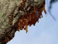 Gęsta, bursztynowa żywica spływa po korze drzewa. Dowiedz się, jak zahamować wycieki żywiczne z drewna, aby chronić swoje rośliny.