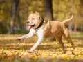 Amstaff ma sierść czy włosy? Poznaj tajemnice ich pielęgnacji