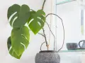 Monstera mit langen, braunen Luftwurzeln, die sich um den Topf schlängeln. Grüne Blätter mit charakteristischen Schlitzen.