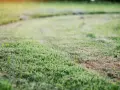 Spalona trawa nawozem, z widocznymi brązowymi plamami i zielonymi pędami.