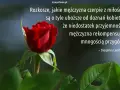 Czerwona róża i cytat o tym, jak mysla mezczyzni, że rekompensują sobie brak głębszych doznań miłosnych licznymi przygodami.